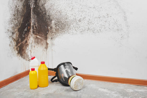 Best Attic Mold Removal  in Cottageville, SC
