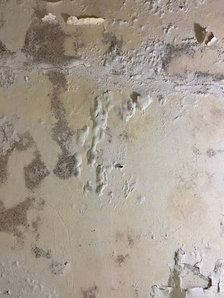 Professional Mold Removal in Cottageville, SC