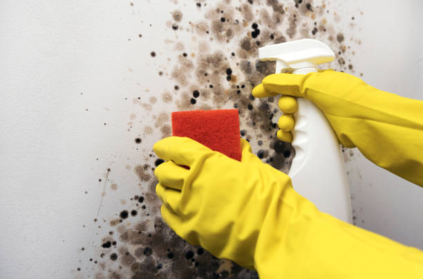 Best Residential Mold Removal  in Cottageville, SC
